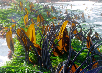 俄勒岡州海岸的海草床和海帶林可能舒緩海洋酸化帶來的影響。（照片來源：加拿大英屬哥倫比亞大學Christopher Harley）
